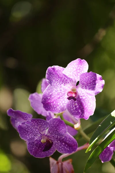 Rózsaszín Orchideák Virágoznak Virágoskertben Színes Vadvirágok — Stock Fotó