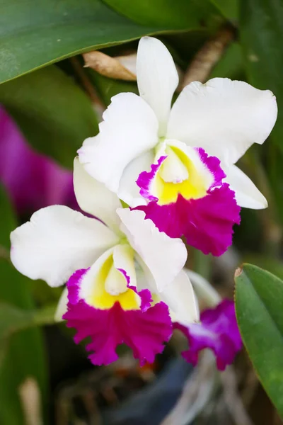 Bílé Orchideje Kvetou Květinové Zahradě Barevné Divoké Květiny — Stock fotografie
