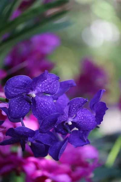 Fioletowe Storczyki Kwitną Ogrodzie Kwiatów Kolorowe Dzikie Kwiaty — Zdjęcie stockowe