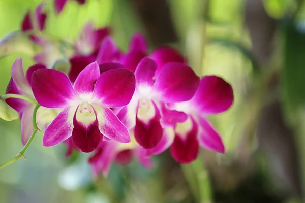 Fioletowe Storczyki Kwitną Ogrodzie Kwiatów Kolorowe Dzikie Kwiaty — Zdjęcie stockowe
