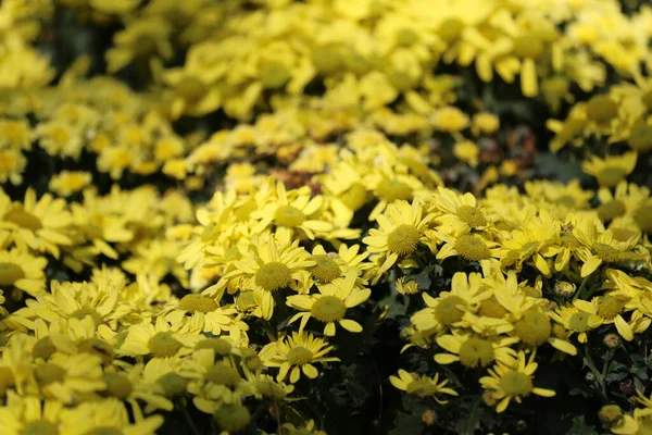 Les Marguerites Fleurissent Dans Jardin Fleuri Mine Fleurs Hiver Colorée — Photo