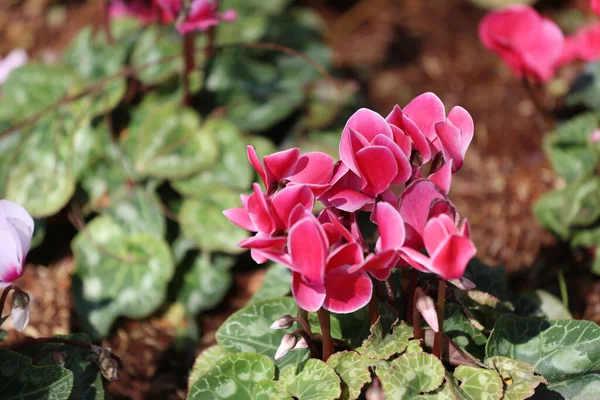 Flor Cyclamen Estão Florescendo Jardim Flor Colorido Inverno Flor Mina — Fotografia de Stock