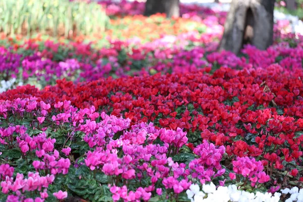 Cyclamen Blühen Blumengarten Bunte Winterblume — Stockfoto