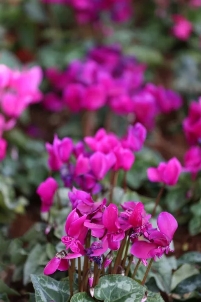 Cyclamen Bloem Bloeien Bloementuin Kleurrijke Winter Flower Mine — Stockfoto