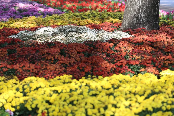 Margaritas Flor Están Floreciendo Jardín Flores Colorido Invierno Flor Mina — Foto de Stock