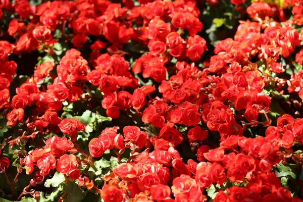 Begonia Bloem Bloeien Bloementuin Kleurrijke Winter Flower Mine — Stockfoto