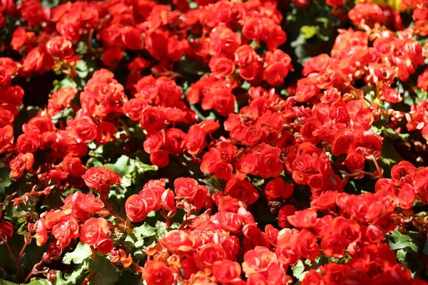 Begonien Blühen Blumengarten Bunte Winterblume — Stockfoto