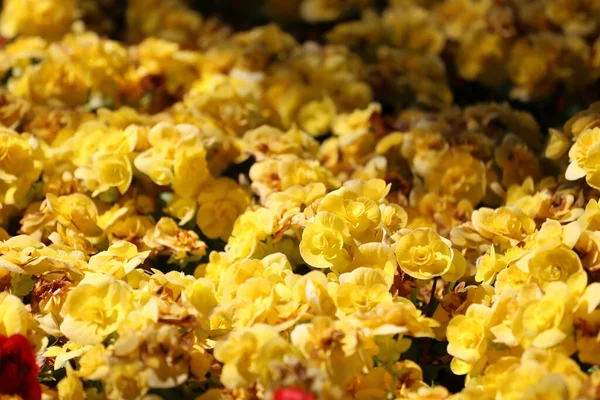 Begonia Bloem Bloeien Bloementuin Kleurrijke Winter Flower Mine — Stockfoto