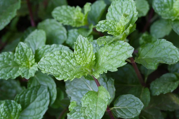 Fräschhet Pepparmynta Blad Vegetabiliska Trädgården — Stockfoto