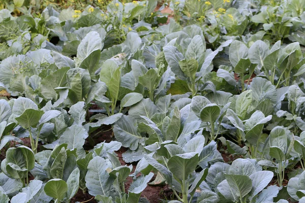 Fresh Kale Vegetable Garden Vegetables Provide High Nutritional Value — Stock Photo, Image