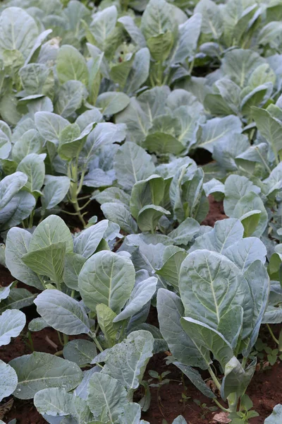 Fresh Kale Vegetable Garden Vegetables Provide High Nutritional Value — Stock Photo, Image