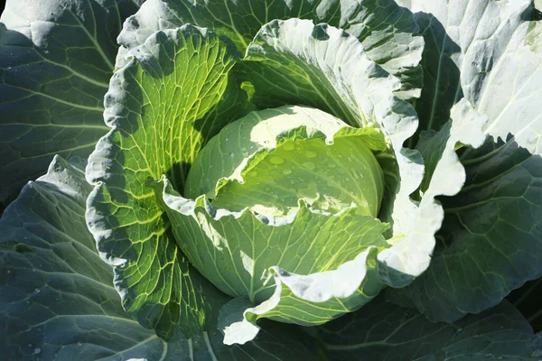 Fresh Cabbage Vegetable Garden Vegetables Provide High Nutritional Value — Stock Photo, Image