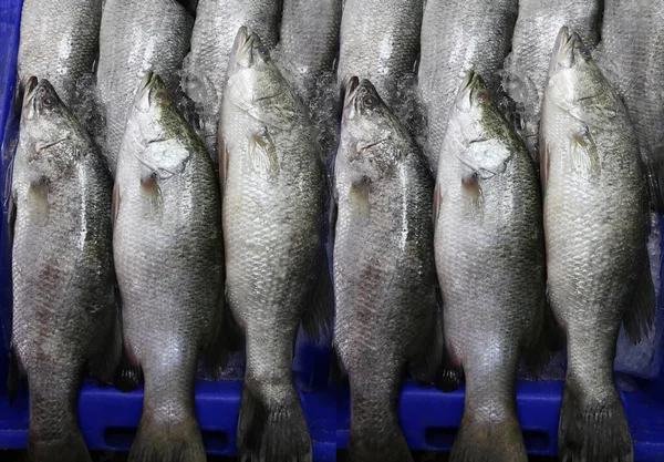 Pesce Branzino Bianco Fresco Asino Asiatico Sul Mercato Ingredienti Cucina — Foto Stock