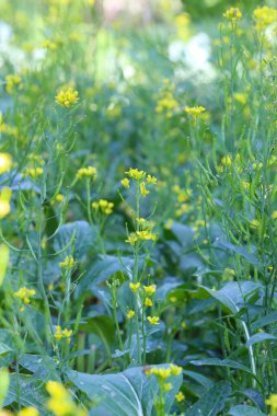 Sebze bahçesinde taze Kantonca, lezzetli sebzeler ve birçok vitamini var..