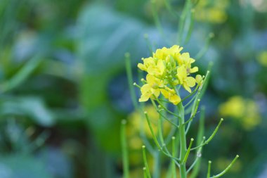 Sebze bahçesinde taze Kantonca, lezzetli sebzeler ve birçok vitamini var..