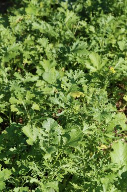 Taze yeşil marul sebze bahçesi, lezzetli sebzeler ve birçok vitamini var..