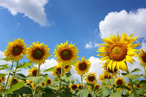 Zonnebloemen Bloeien Een Bule Hemel Achtergrond Hebben Kopieerruimte — Stockfoto