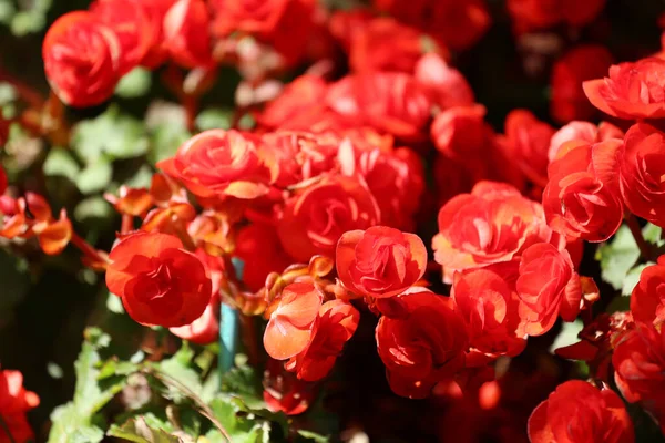 Begonien Blühen Blumengarten Bunte Winterblume — Stockfoto