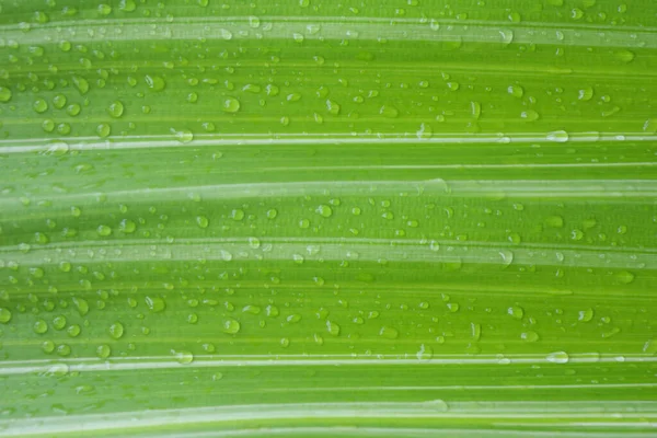 Зеленые Листья Капельками Воды Дизайна Природе — стоковое фото