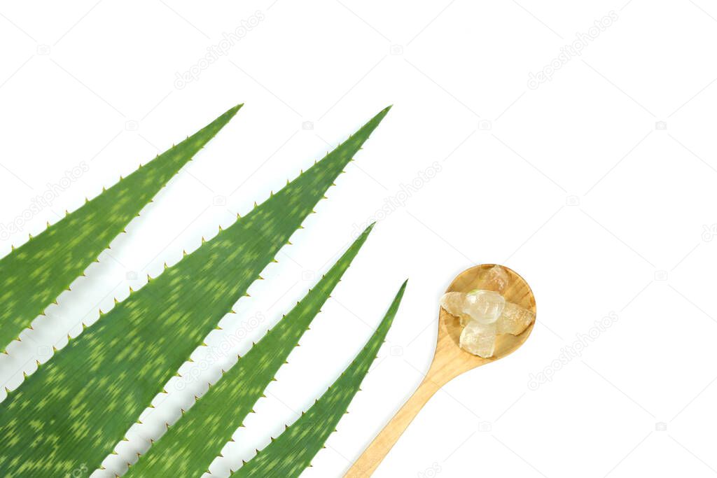 Aloe vera leaves isolated on white background and have copy space.