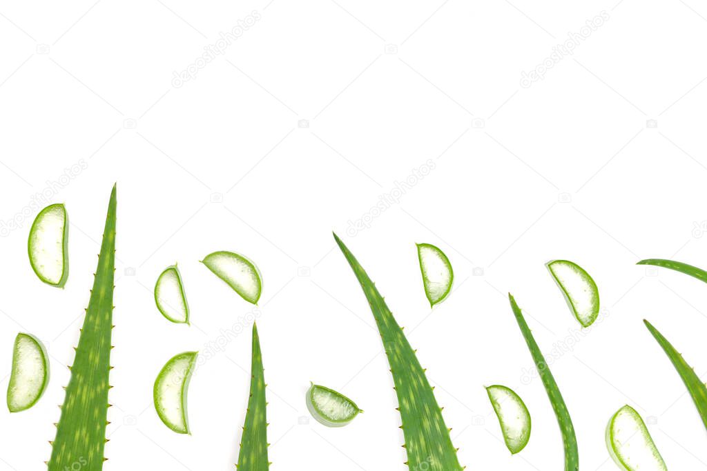 Aloe vera leaves isolated on white background and have copy space.