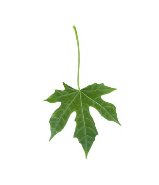 Meksika 'nın Chaiya sebzeleri ya da Ağaç ıspanağı beyaz arka planda izole edilmiş ve kırpma yolları var.