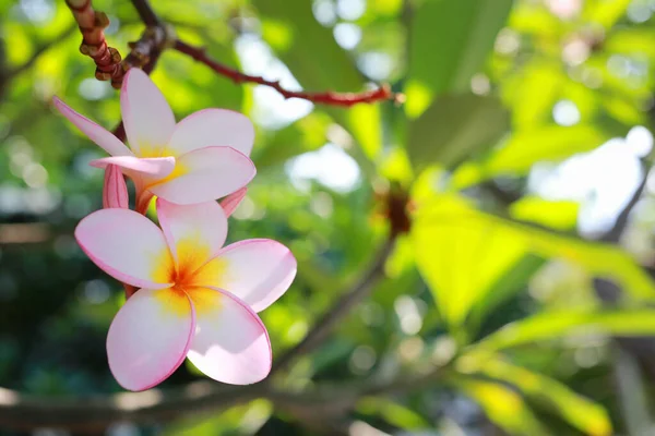 Vita Plumeria Blommor Som Blommar Trädgården — Stockfoto