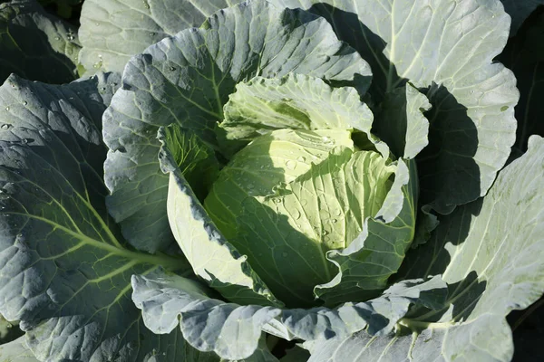菜园新鲜卷心菜 营养价值高的蔬菜 — 图库照片