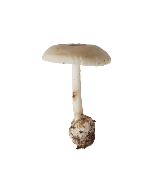 아시아에 서식하는 흰개미 버섯은 바탕에 떨어져 — 스톡 사진