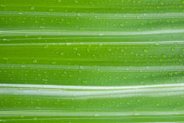 Folhas Verdes Com Gotas Água Para Design Fundo Natureza — Fotografia de Stock