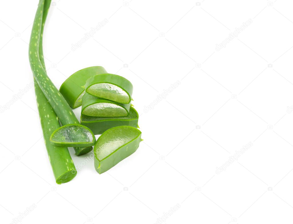 Aloe vera leaves isolated on white background and have copy space.