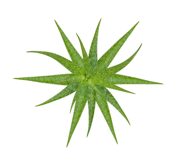 Aloe Vera Baum Von Oben Isoliert Auf Weißem Hintergrund — Stockfoto