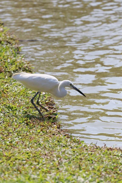 Белая Цапля Пеликанская Птица — стоковое фото