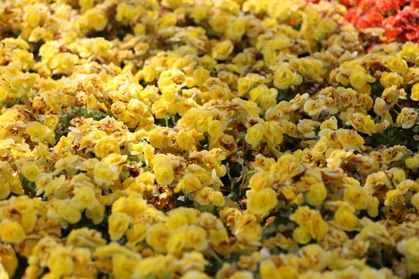 Begonia Blomma Blommar Blommaträdgården Färgglada Winter Flower Mine — Stockfoto