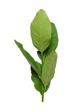 Beyaz arkaplanda izole edilmiş pürüzsüz desenli taze Kafir kireç yaprakları ve Stok Fotoğraflarında Botanik Tasarımları ile kırpma yolları var.