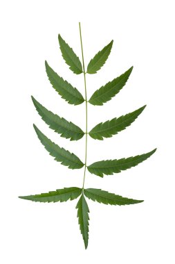 Görsel olarak çarpıcı yeşil eğreltiotu yaprağı narin broşürler sergiliyor, doğa temalı tasarımlar, çevre dostu projeler ve botanik çizimler için mükemmel..