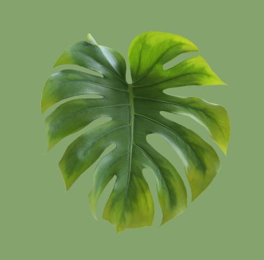 Yeşil arka planda izole edilmiş canavar yaprakları ve çalışma doğanızda ve bahçe dekorasyonu konseptinizde tasarım ile kırpma yolları var..