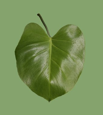 Green leaf isolated on white background,leaves of monstera and have clipping paths.