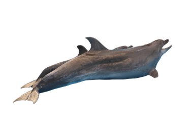 Beyaz arka planda izole edilmiş ve kesme yolları olan bir yunus okyanus yaşamının güzelliğini ve doğanın harikalarını sakin bir ortamda yakalıyor..