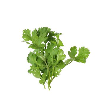 Taze yeşil kişniş dalları ve yaprakları beyaz arkaplanda izole edilmiş ve kırpma yolları var.