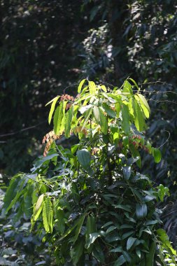 Tayland 'ın yerel bölgelerinde ilaç yapmak ve yemek pişirmek için kullanılabilen ormandaki bir ağaca Phak-Tiu adı verilir. Tropikal ormanlardaki Cratoxylum formosum ağacı..