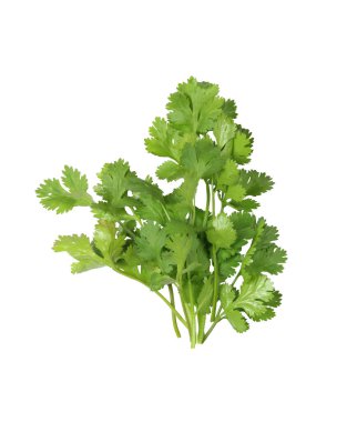 Taze yeşil kişniş dalları ve yaprakları beyaz arkaplanda izole edilmiş ve kırpma yolları var.