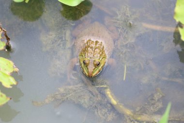 Yeşilliklerle çevrili sakin bir gölette dinlenen bir kurbağanın yakın plan görüntüsü. Bu görüntü amfibyumun karmaşık detaylarını yakalar ve doğa meraklıları için ideal hale getirir..