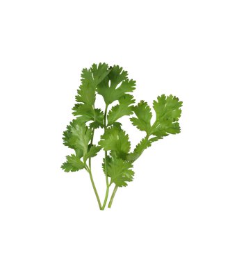 Taze yeşil kişniş dalları ve yaprakları beyaz arkaplanda izole edilmiş ve kırpma yolları var.