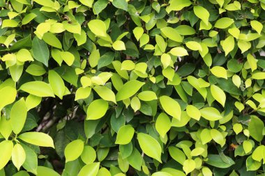 Çeşitli yaprak şekilleri ve gölgeleri olan yemyeşil bir yaprağın yakın görüntüsü, doğanın güzelliğini ve canlılığını betimlemek için mükemmel bahçe temaları ya da açık hava temaları..