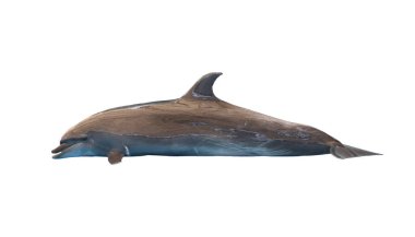 Beyaz arka planda izole edilmiş ve kesme yolları olan bir yunus okyanus yaşamının güzelliğini ve doğanın harikalarını sakin bir ortamda yakalıyor..