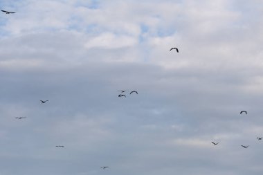 Akşam gökyüzü kuşlarla kapkaranlık gökyüzünün arka planında yuvalarına dönüyor..