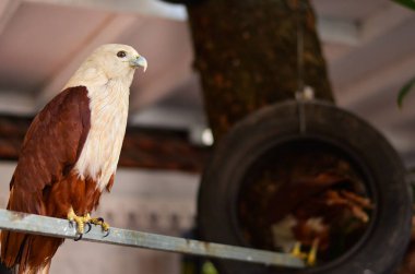 Fort Kochi, Hindistan 'da bir evde verandada oturan bir evcilleştirilmiş kel kartal