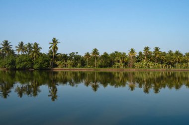 Alleppey (Alappuzha) Kumarakom Kerala Hindistan önemsizden göl sularının içinde Hindistan cevizi ağaçlarının simetrik yansımalar