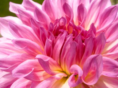 Dahlia, çok yıllık bitkiler için Meksika yerli gür, tüberöz, otsu cinsidir. Bu fotoğraf bir soyut dahlia yaprakları bir aşırı closeup Delhi bir bahçede ateş mi